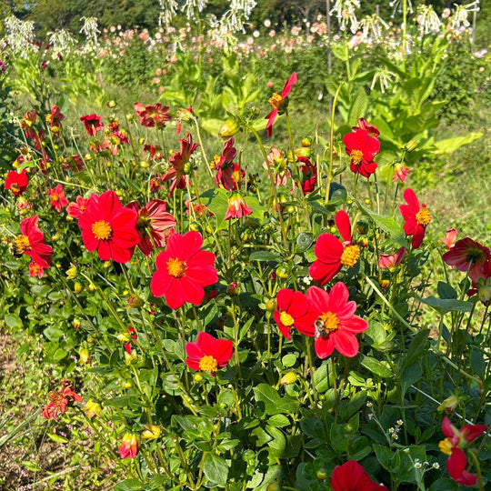 Joy's Ol' Faithful Dahlia Tuber