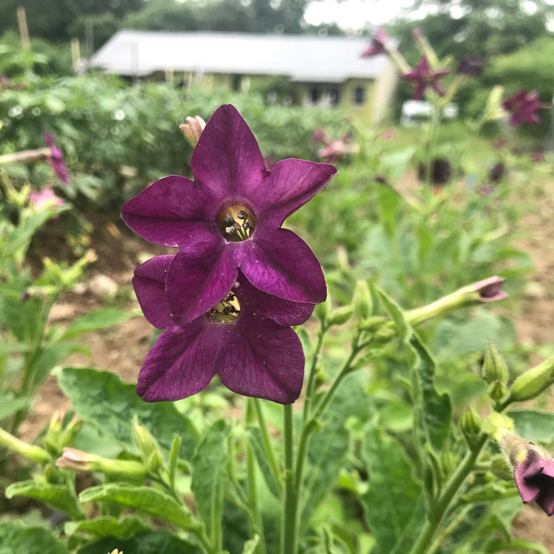 Purple Perfume Nicotiana