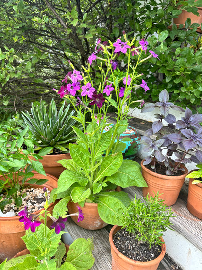 Purple Perfume Nicotiana