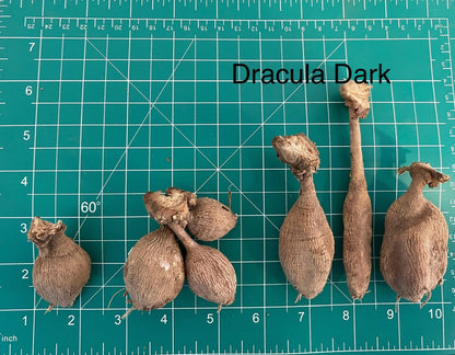 Dracula Dark Dahlia Tuber