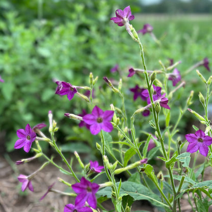 Purple Perfume Nicotiana