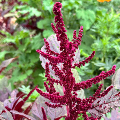 Hopi Red Dye Amaranth