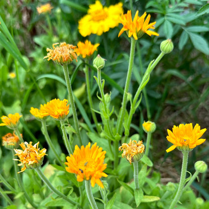 Calendula