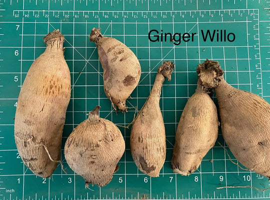 Ginger Willo Dahlia Tuber