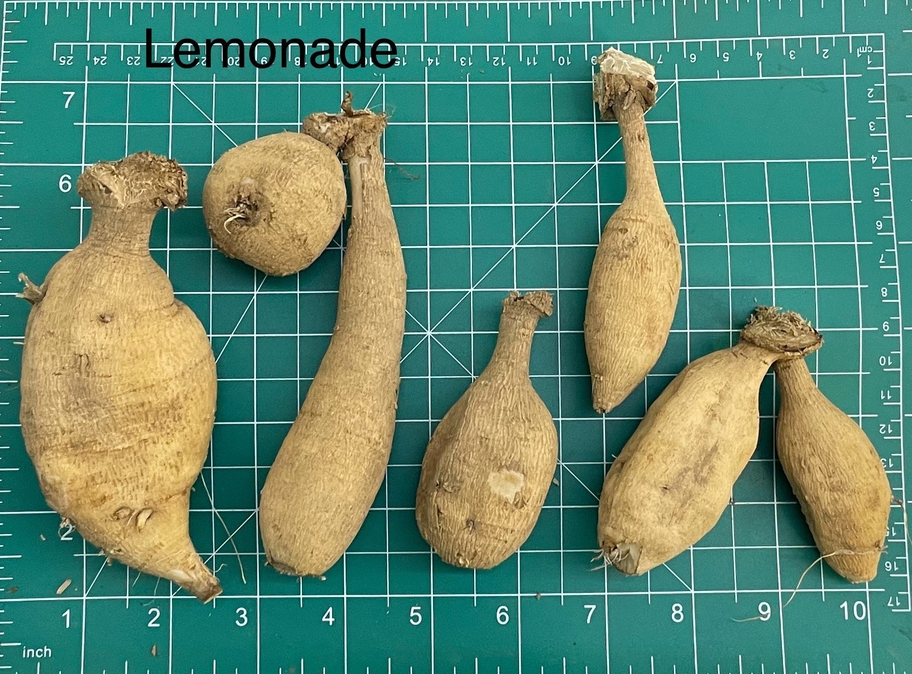 Lemonade Dahlia Tuber