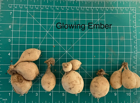 Glowing Ember Dahlia Tuber