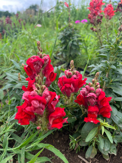 Defiance Snapdragon