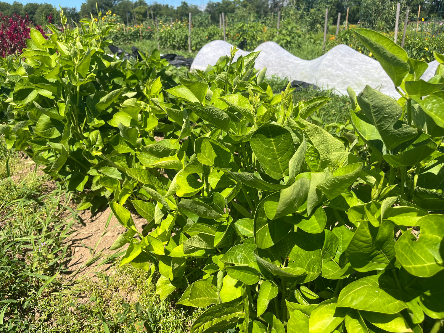 California Blackeye Pea