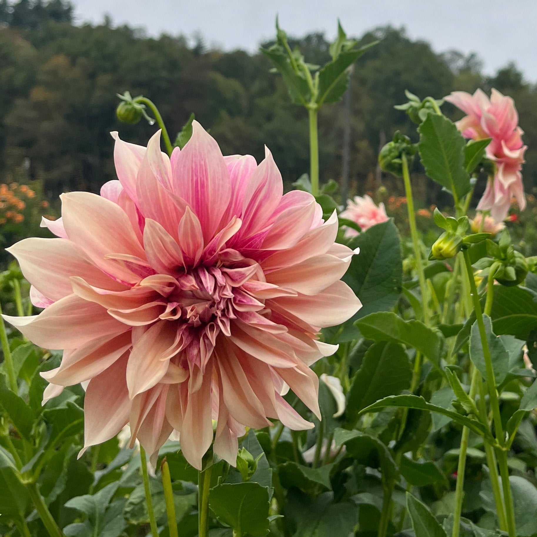 Cafe au Lait Dahlia Tuber