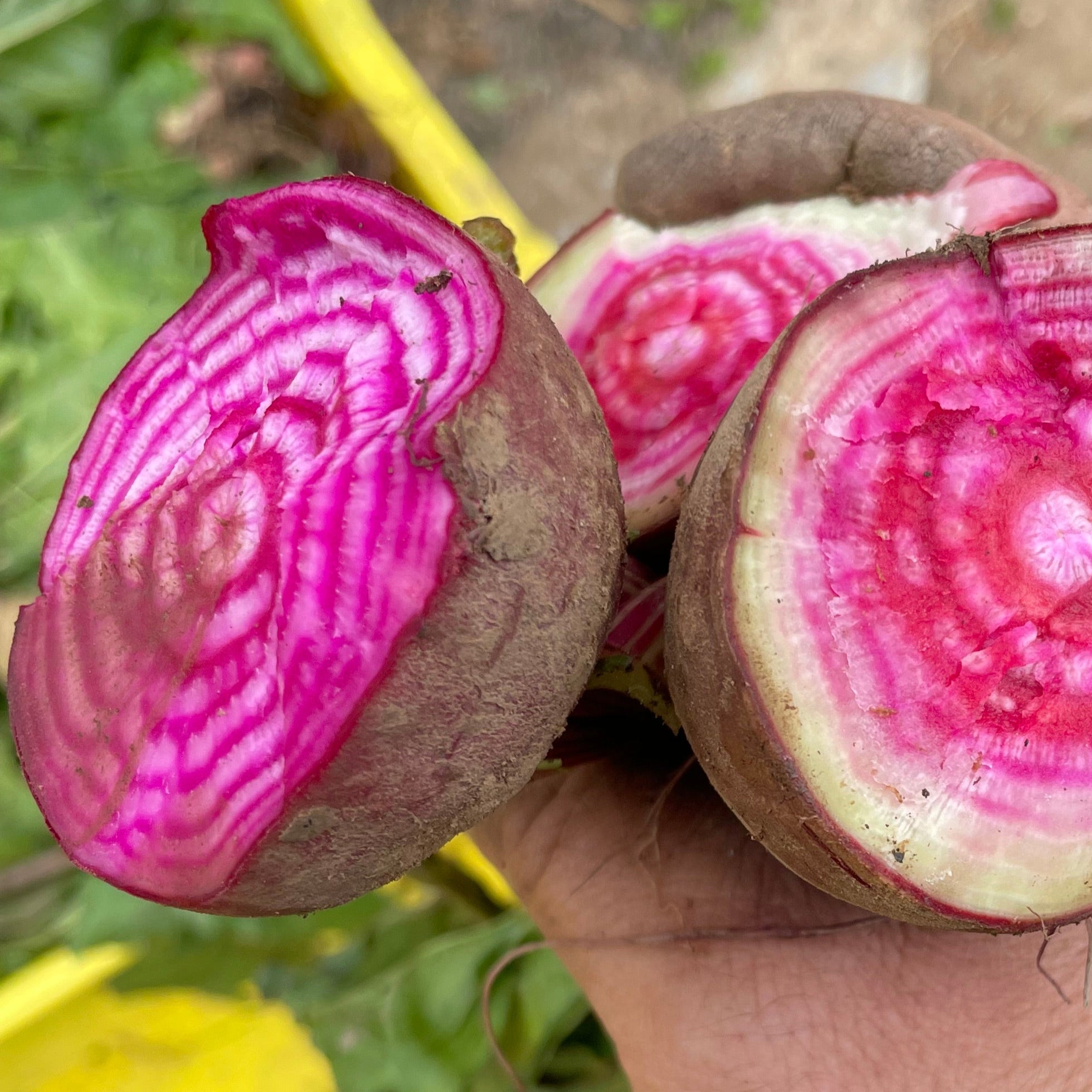 Moving Target Beet