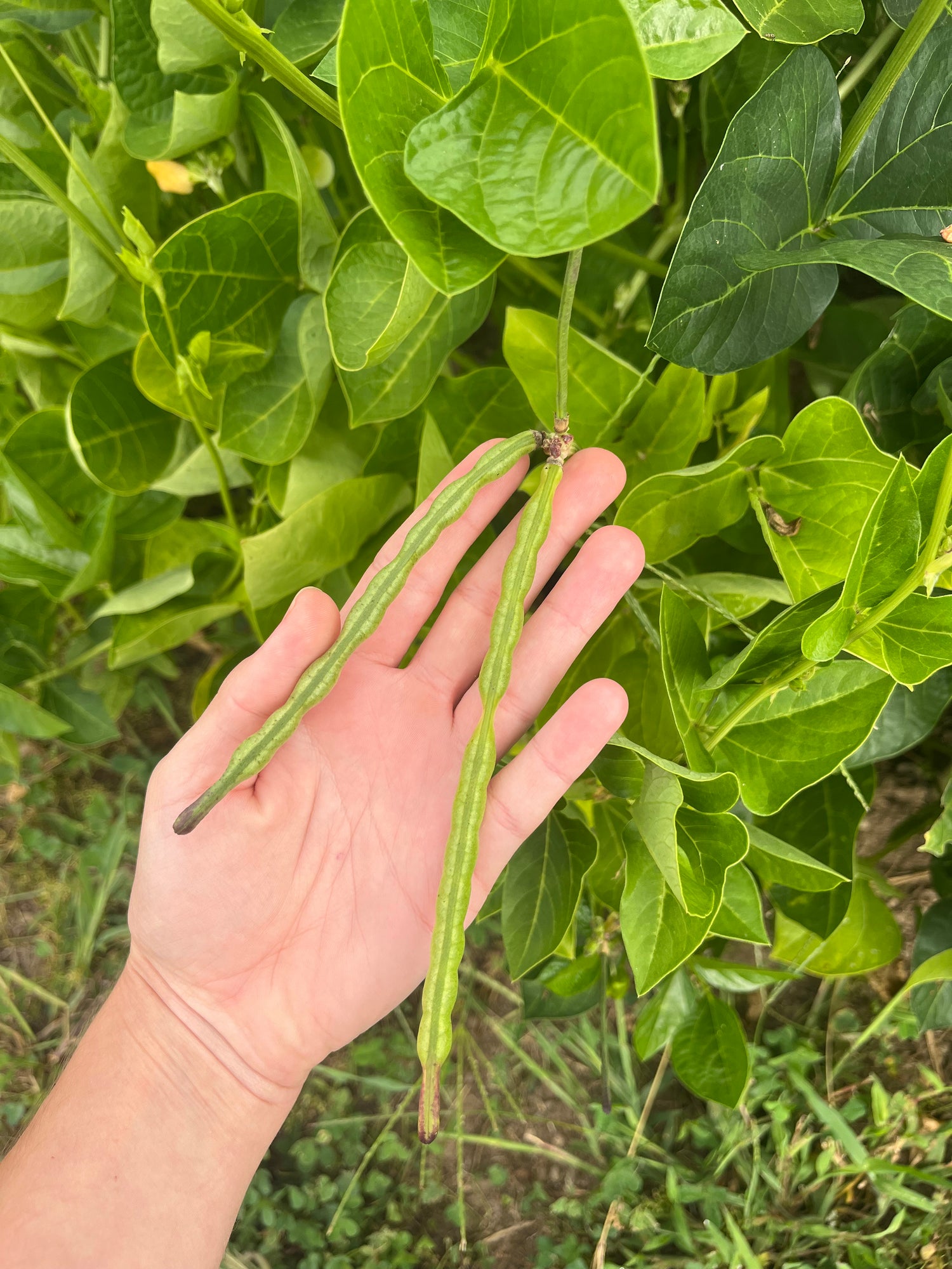 California Blackeye Pea