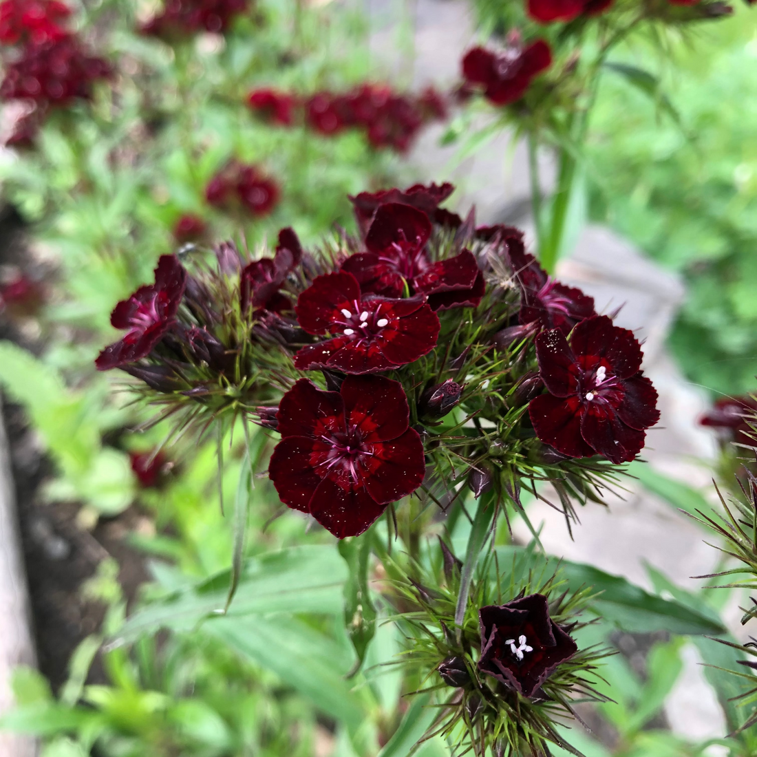 Dianthus Dunetti