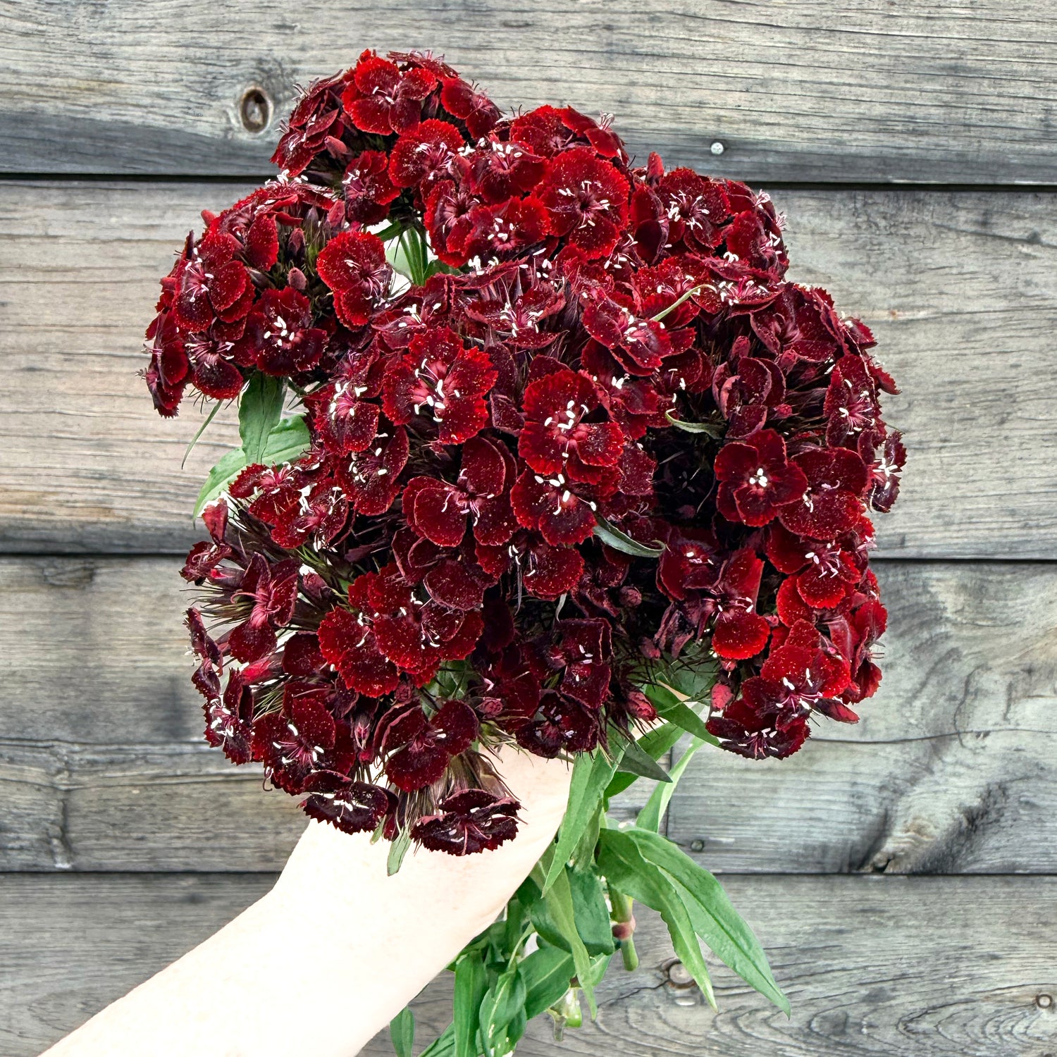 Dianthus Dunetti