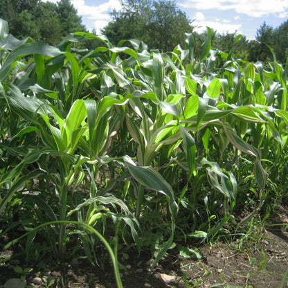 Japonica Striped Corn