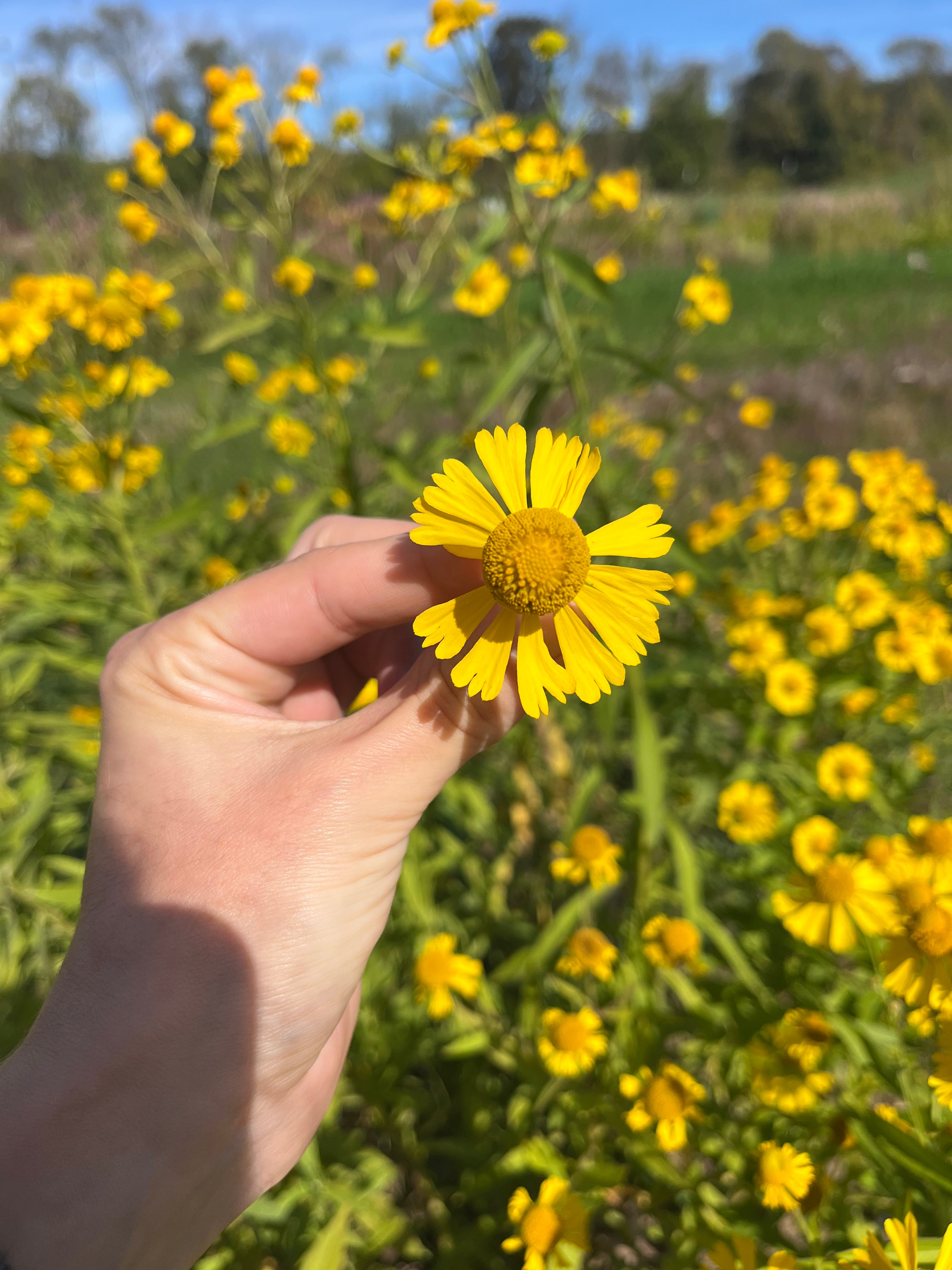 Autumn Sneezeweed