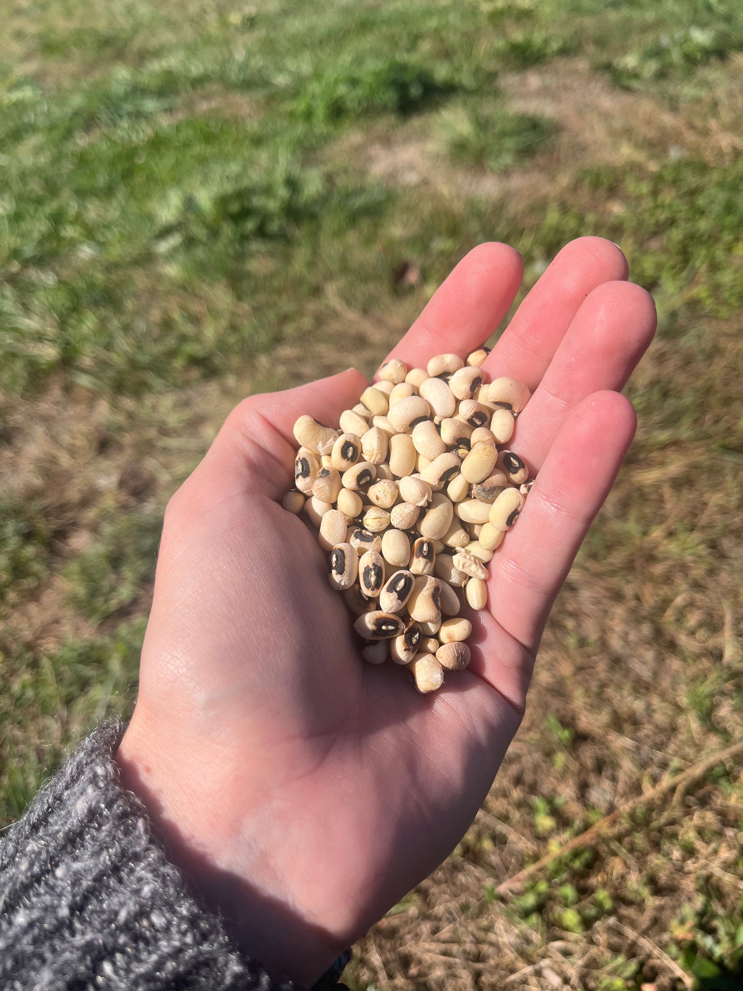 California Blackeye Pea