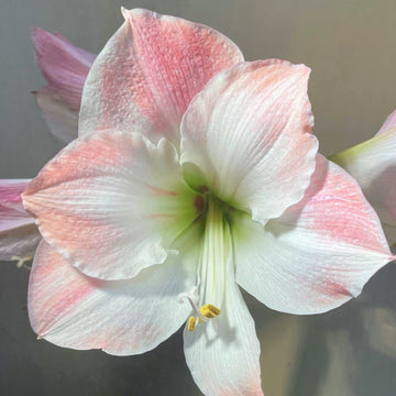 Amaryllis