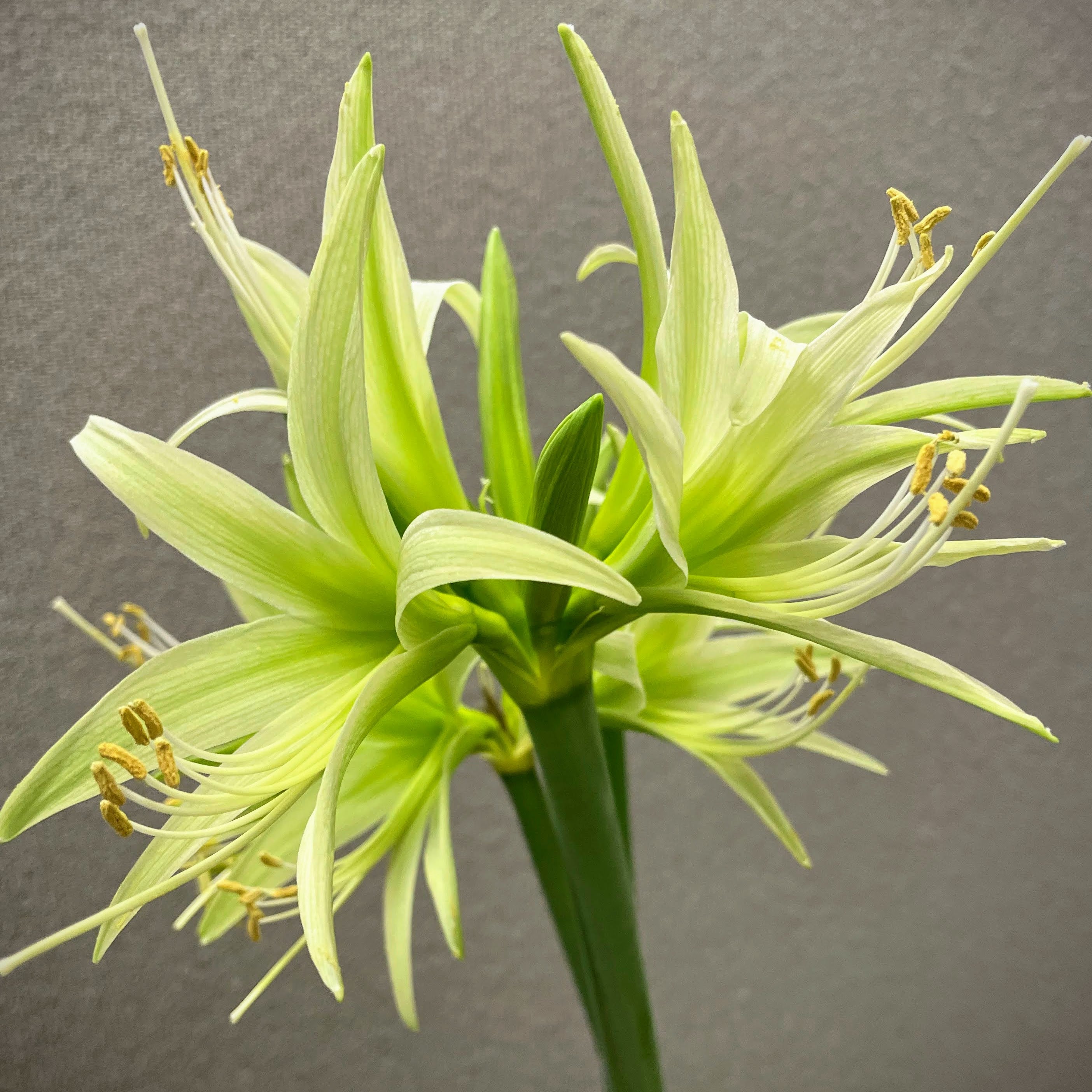 Cybister Amaryllis &