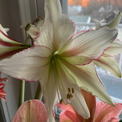 Dutch Amaryllis &