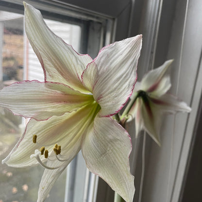 Dutch Amaryllis &