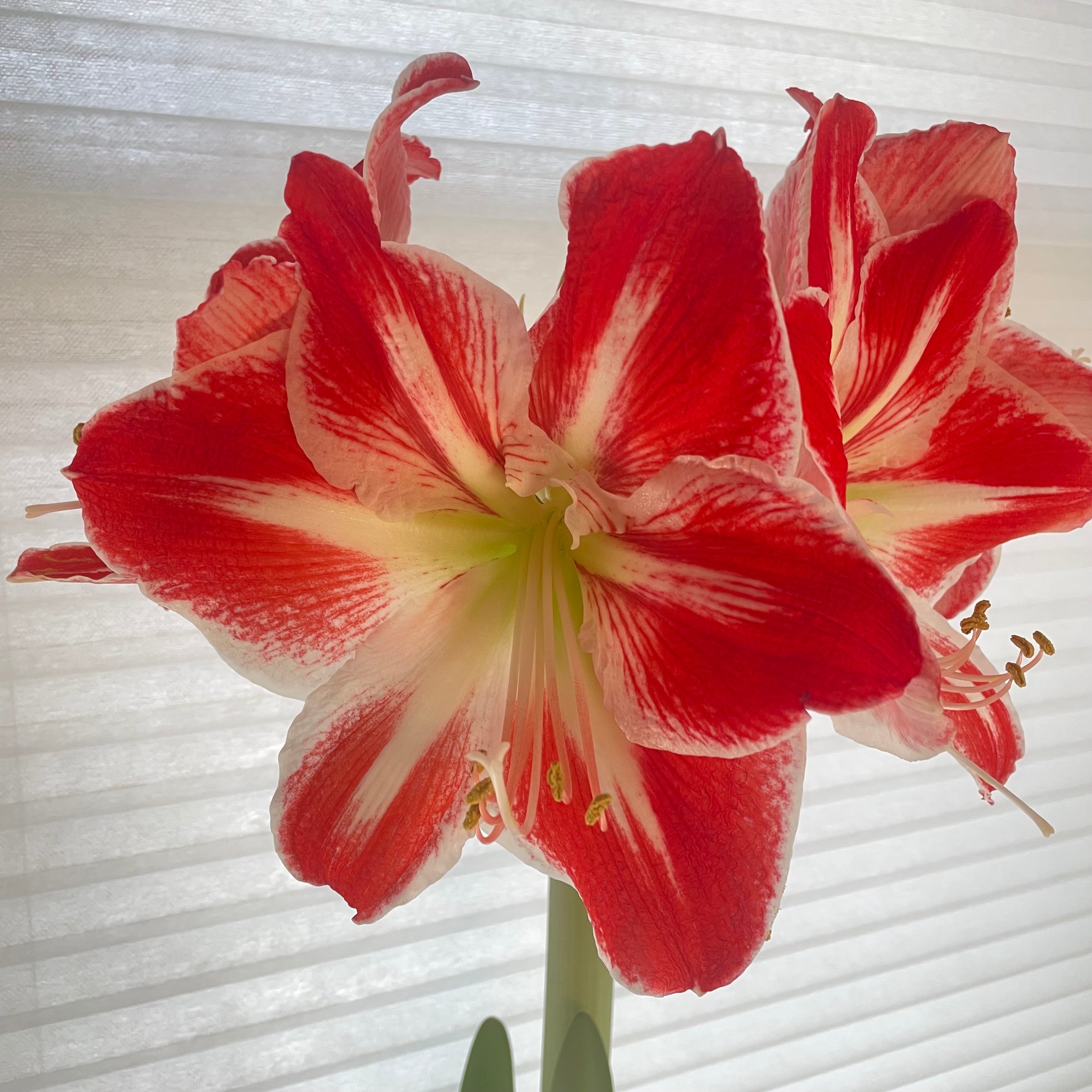 Dutch Amaryllis &