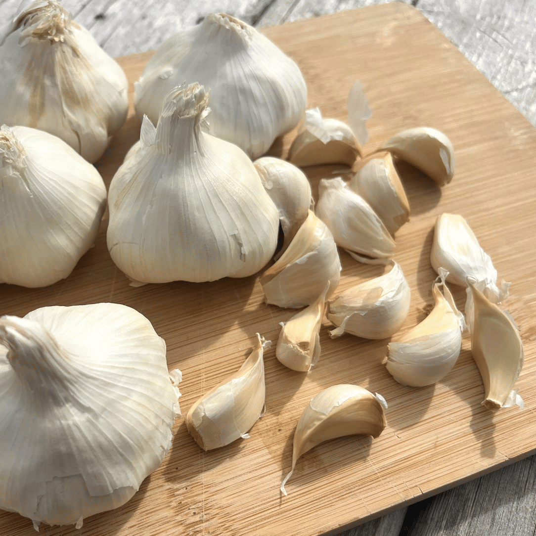 Inchelium Red Softneck Garlic