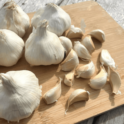 Inchelium Red Softneck Garlic