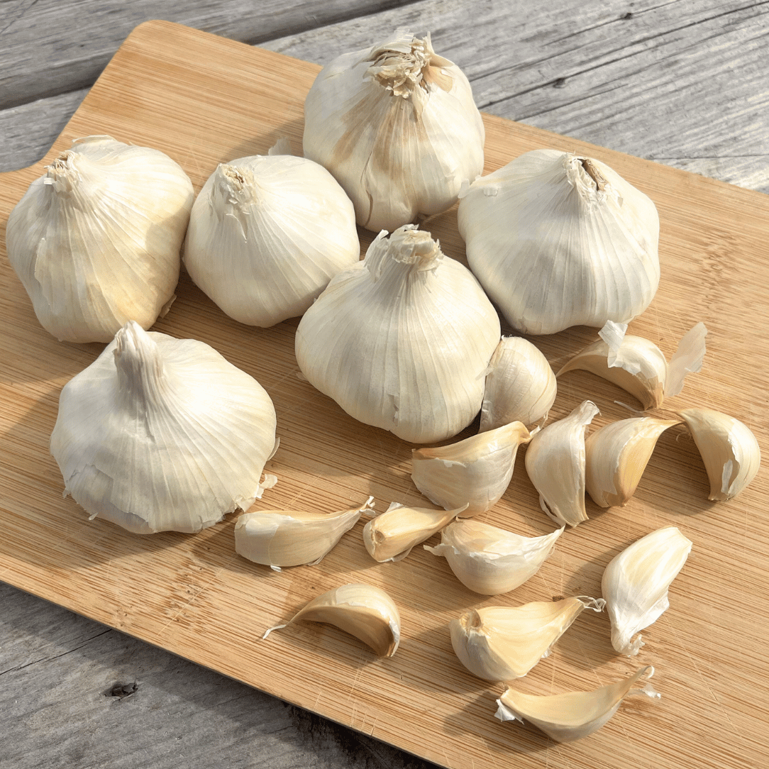Inchelium Red Softneck Garlic