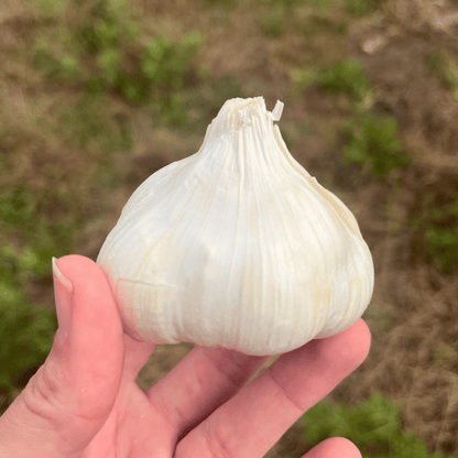 Inchelium Red Softneck Garlic