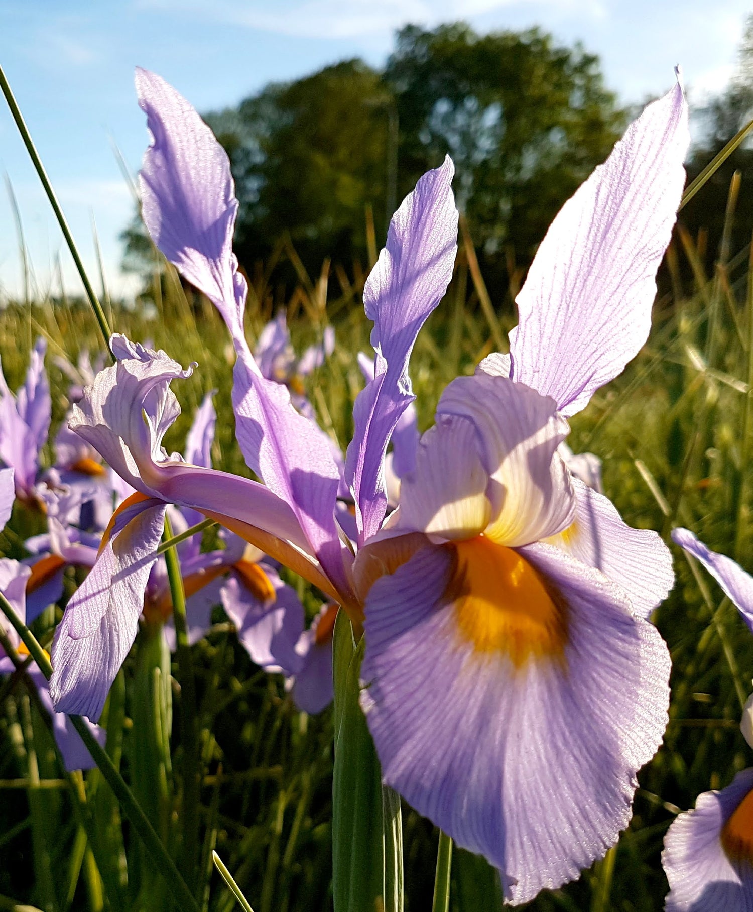 Dutch Iris &