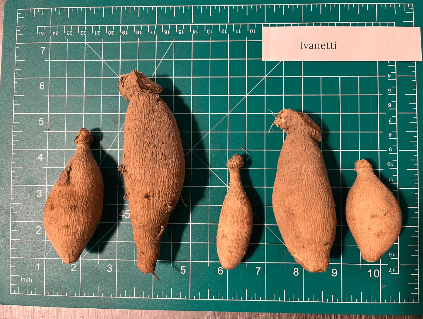 Ivanetti Dahlia Tuber