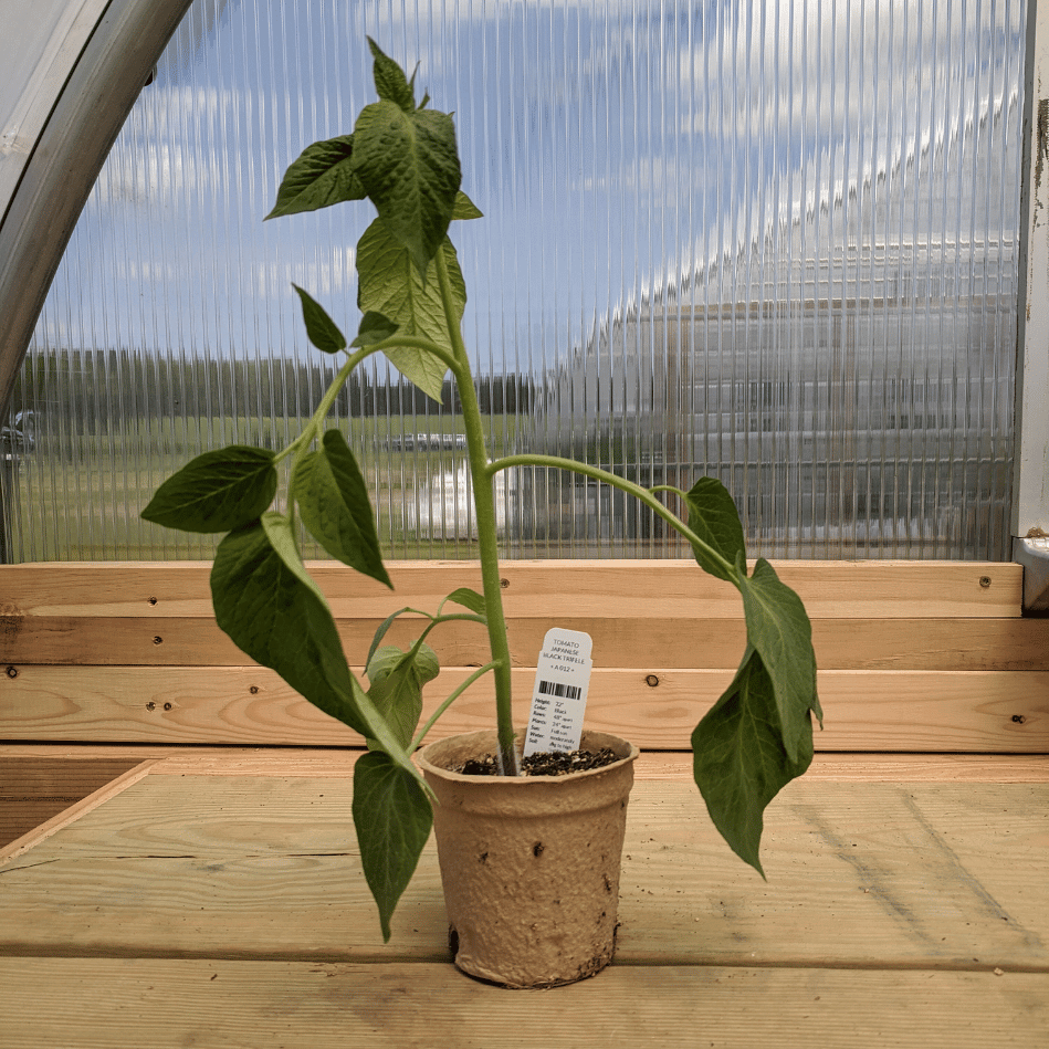 Japanese Black Trifele Tomato Seedlings