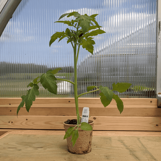 Jersey Breeze Tomato Seedlings