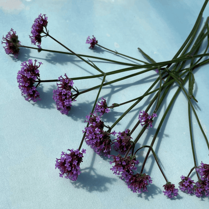 Purpletop Vervain