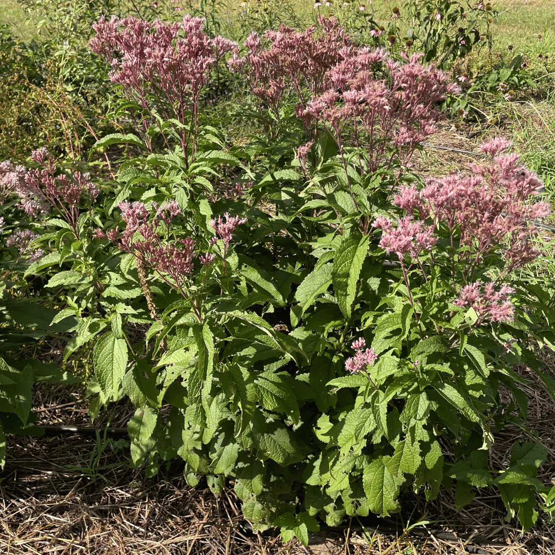 Joe Pye Weed (spotted)