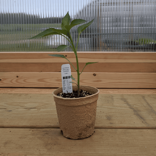 Cayenne Peppers.