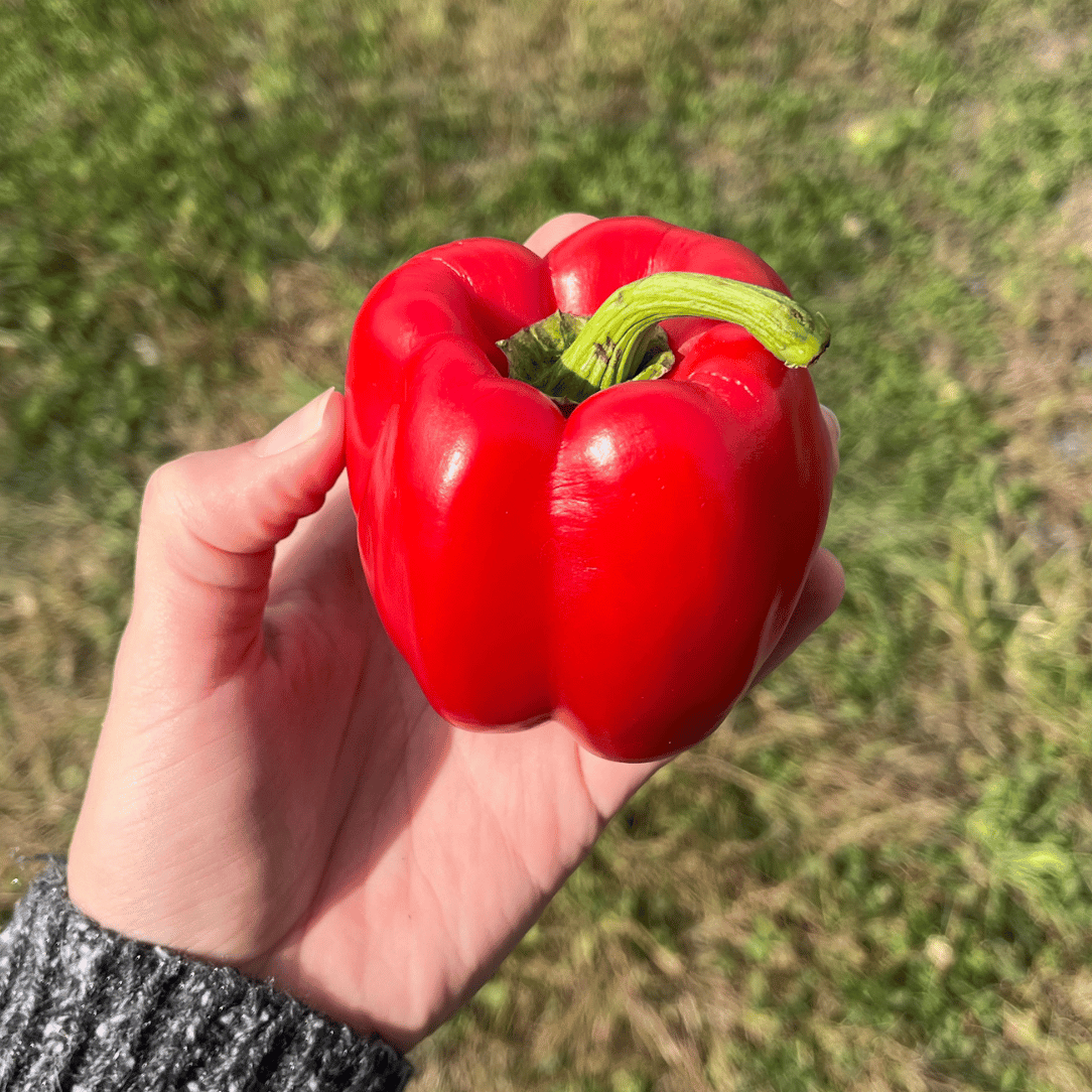 Keystone Giant Pepper