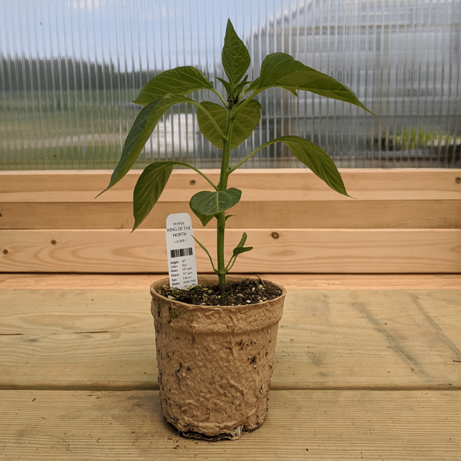 King of the North Pepper Seedlings