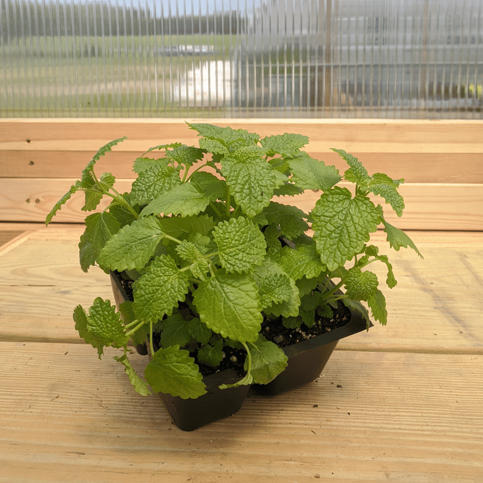 Lemon Balm Seedlings