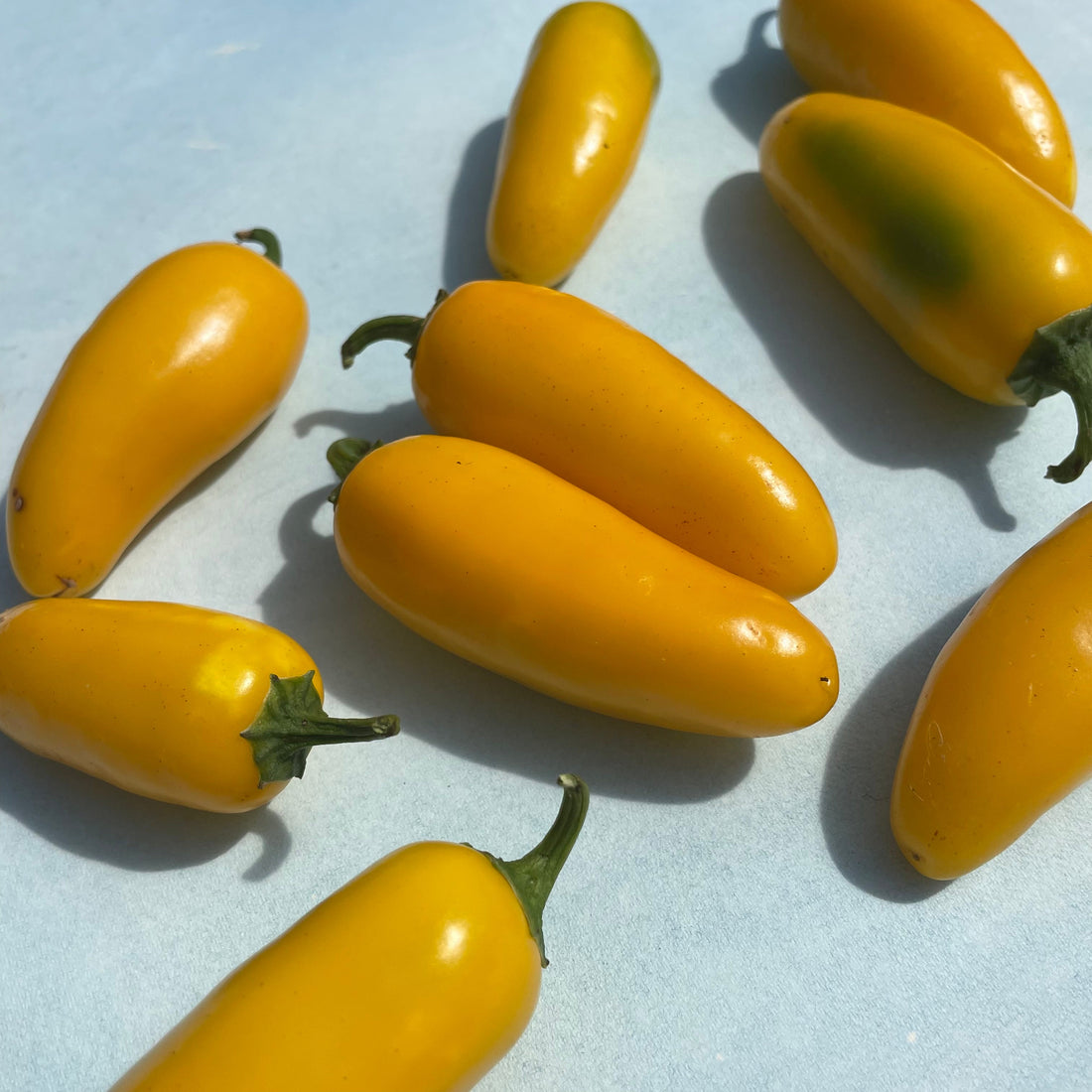 Lemon Spice Jalapeño Pepper Seedlings