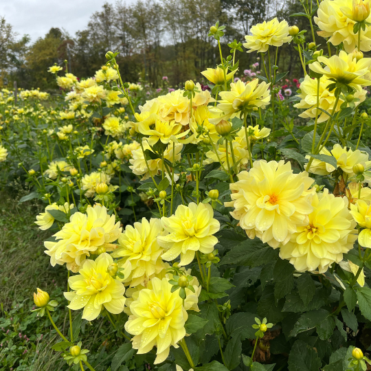 Lemonade Dahlia Tuber