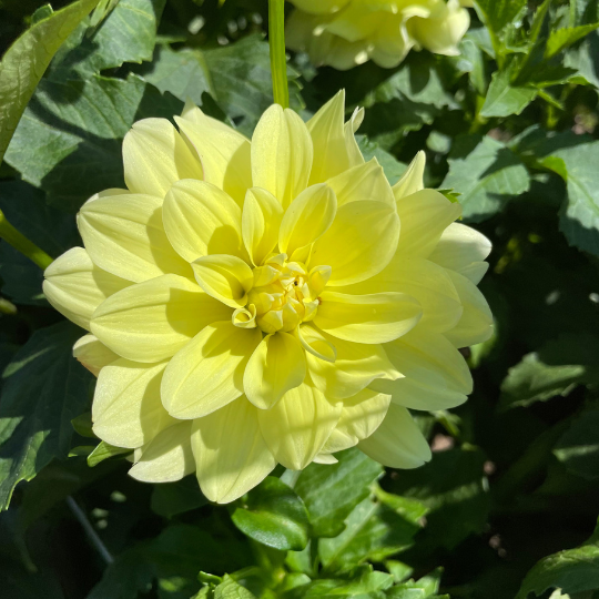 Lemonade Dahlia