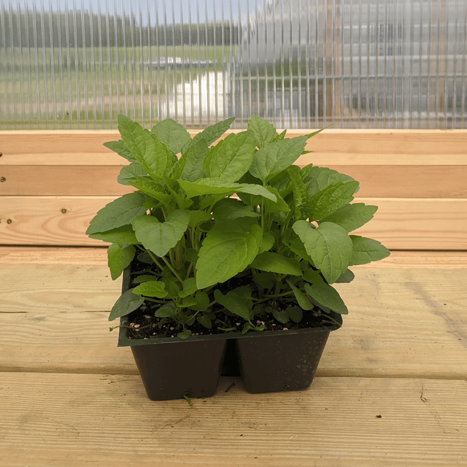 Mad Dog Skullcap Seedlings