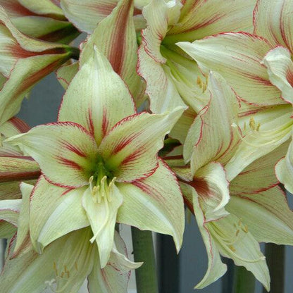 Dutch Amaryllis &