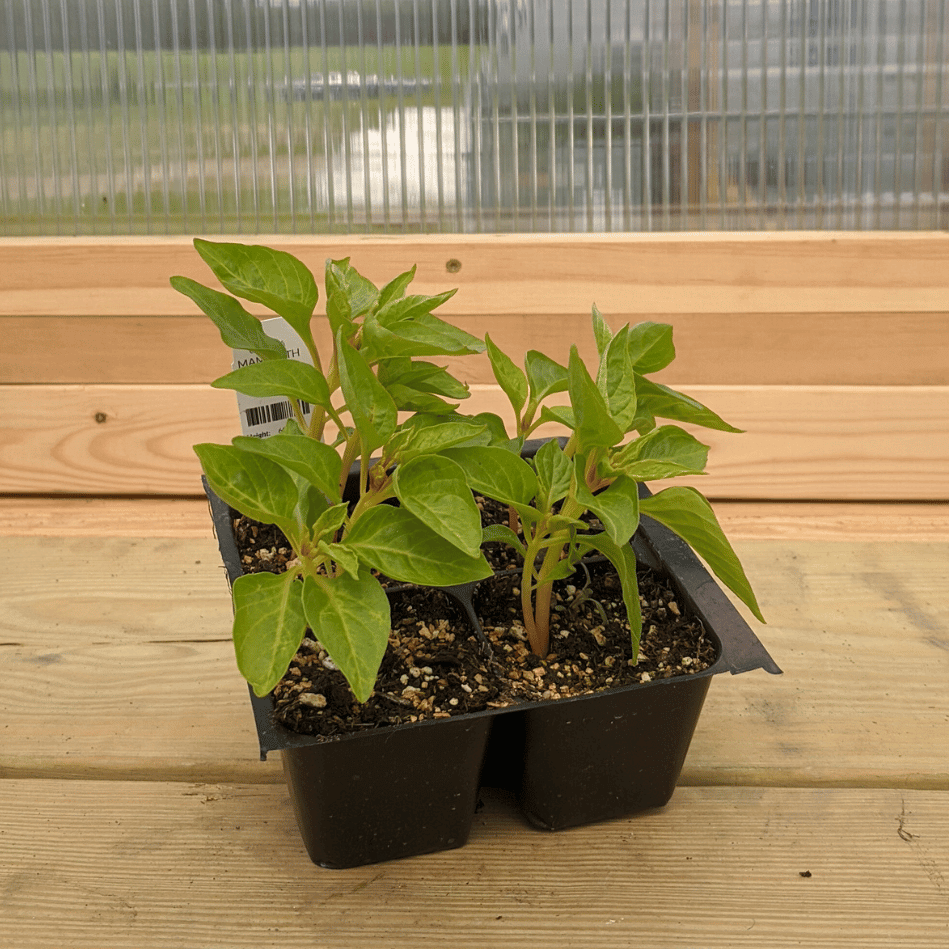 Mammoth Magenta Celosia Seedlings