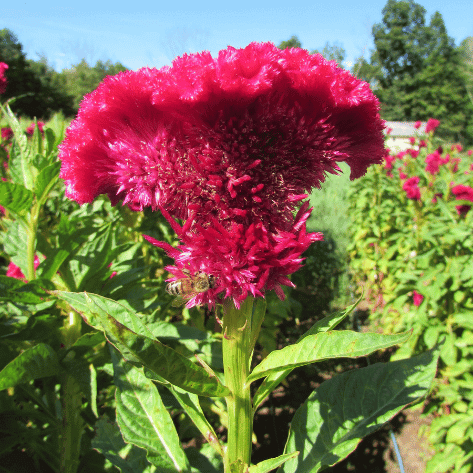 Mammoth Magenta Celosia Seedlings