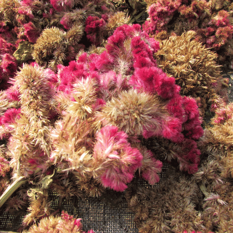 Mammoth Magenta Celosia