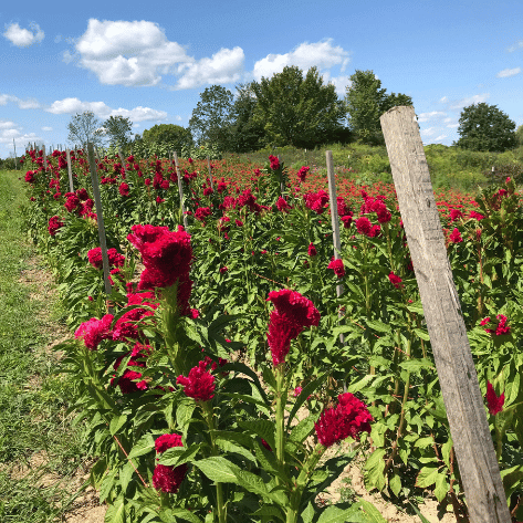 Mammoth Magenta Celosia