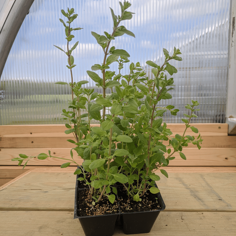 Marjoram Seedlings