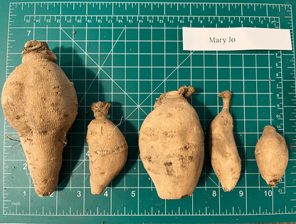 Mary Jo Dahlia Tuber